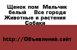 Щенок пом. Мальчик белый  - Все города Животные и растения » Собаки   